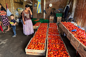 収穫したトマト / ©プラン・インターナショナル