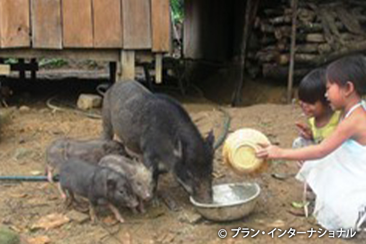 村落貯蓄貸付グループから貸付を受けて始めた豚の飼育