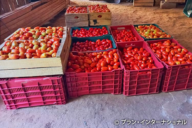 写真:対象地で流通する調理用トマト
