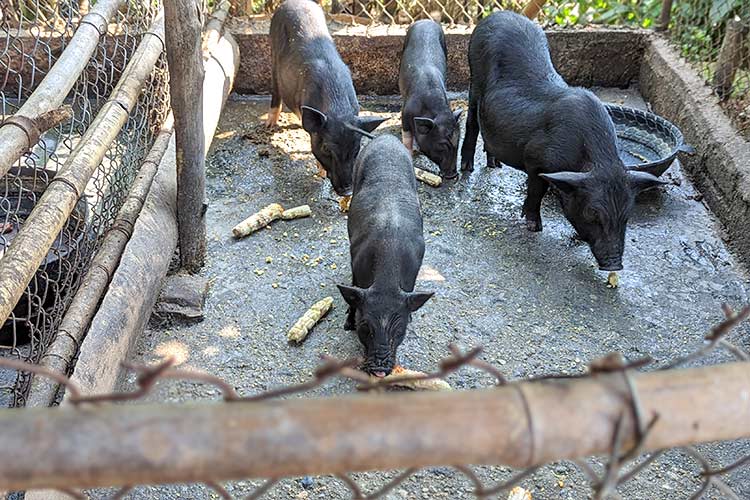 写真：ズさんが世話をして大きく育てた豚