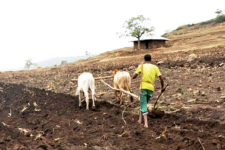 支給された種子を植えるために、農地を耕す（エチオピア） / ©プラン・インターナショナル