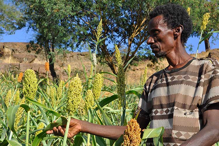 プランが支給した種子から育ったソルガム（トウモロコシ）（エチオピア） / ©プラン・インターナショナル