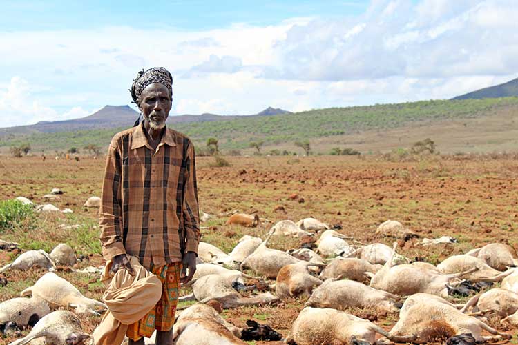 干ばつのために死んだ羊（ケニア） / ©プラン・インターナショナル