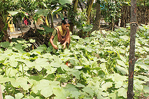 庭を有効に使い農作物を栽培する、農業技術トレーニング受講者 / ©プラン・インターナショナル