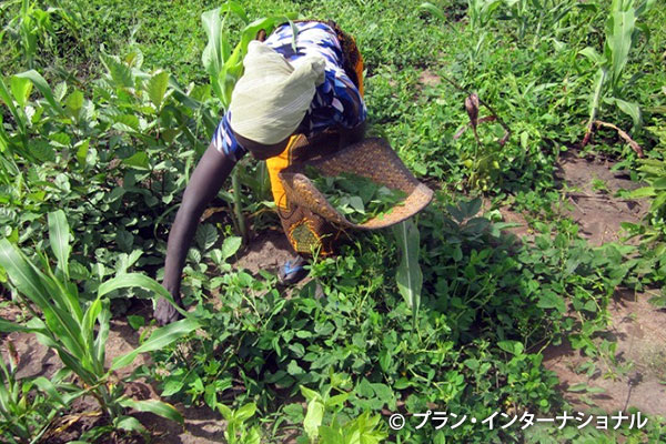 ササゲ豆の葉を収穫する女性（2017年10月）