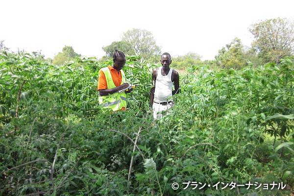 トマトの育ち具合を確認するスタッフと住民（2017年12月）