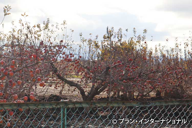 写真：泥水被害を受け、収穫されないりんごの木