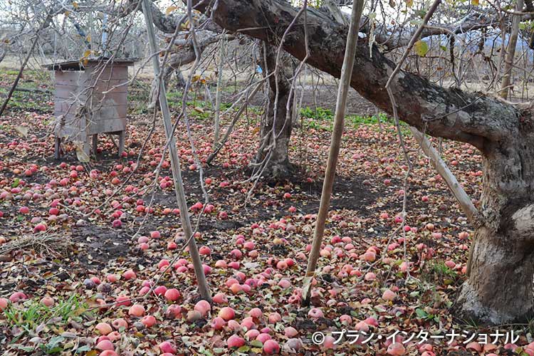 写真：落実したままのりんご