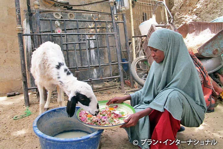 写真：家畜のヤギの世話をするハリマさん