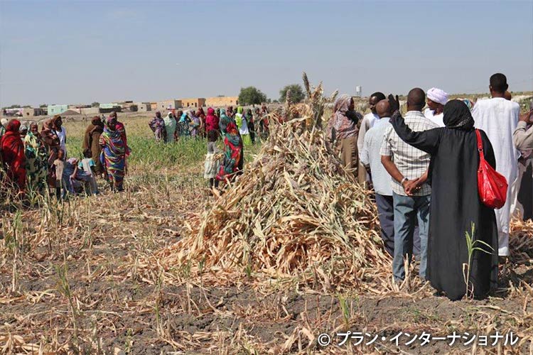 写真：プロジェクト実施地域の収穫の様子（スーダン）