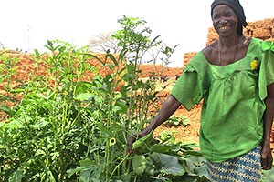 家庭菜園でオクラを育てている女性 / ©プラン・インターナショナル