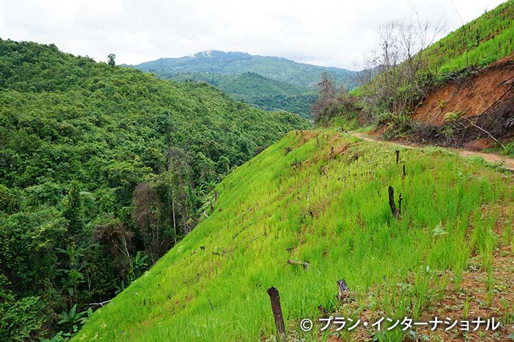 写真：急な山の斜面に作られた稲田