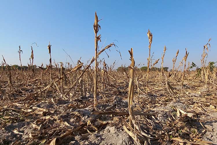 写真:干ばつにより荒れた畑(ザンビア)