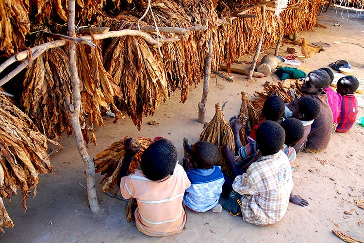 写真：タバコの収穫に従事する幼い子どもたち