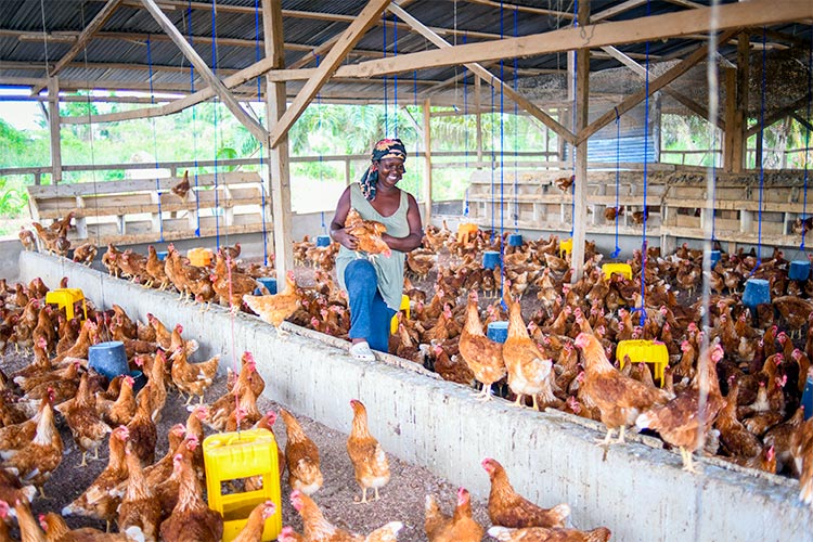 写真:生計向上プロジェクトで研修を受け、養鶏場を営むようになった女性(ガーナ)