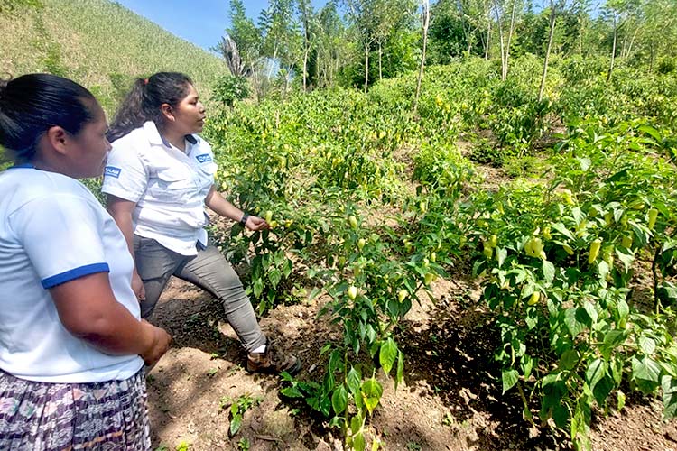 写真：起業クラブへのトレーニング（栽培モニタリング訪問）