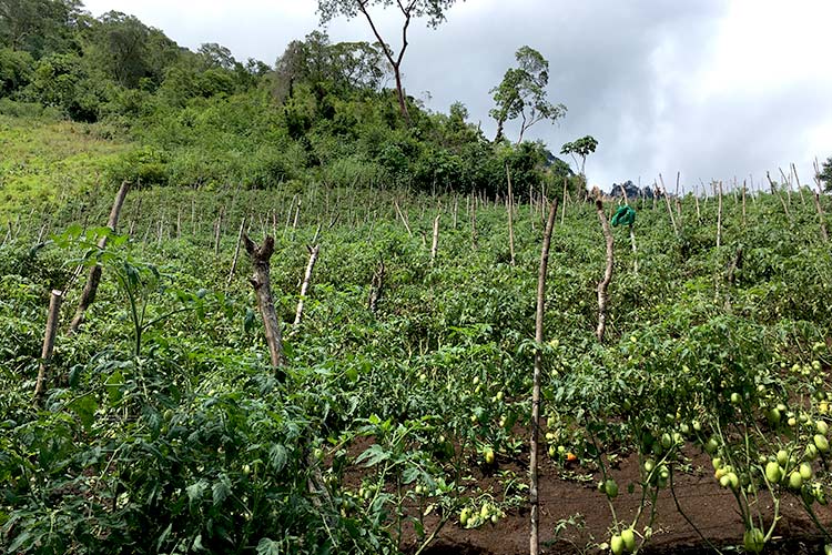 写真：トマト栽培