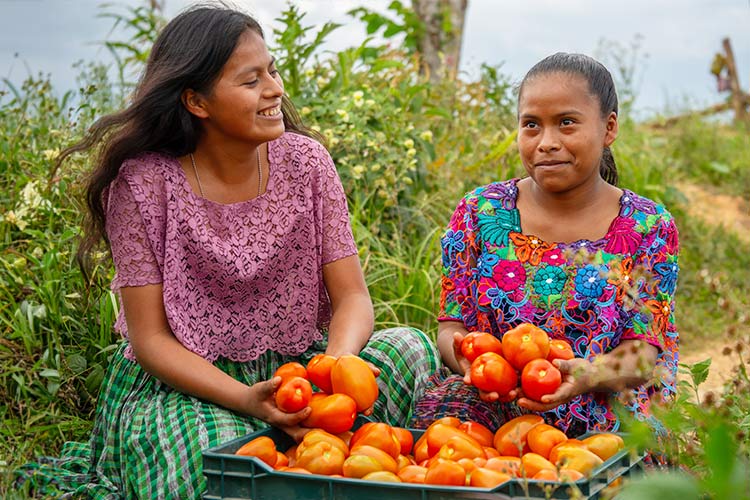 たくさんのトマトを収穫した研修生たち