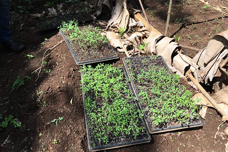写真：育苗の様子