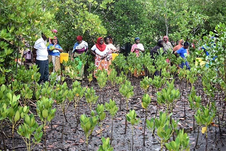 写真:マングローブの再生について学ぶ(ケニア)