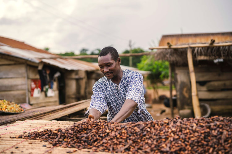 写真：カカオ豆の世話をするアグベコさん