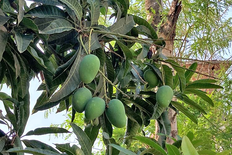 写真:事務所のマンゴー。6~7月の食べごろまでもう少し