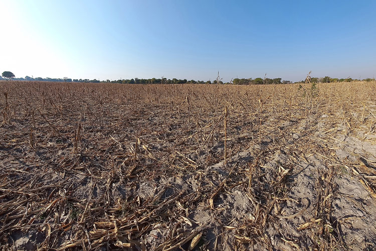 写真:干ばつにより枯れてしまった作物(ザンビア)