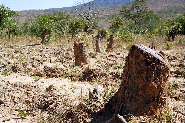 写真:燃料となる炭作りのために伐採された森林（マラウイ）