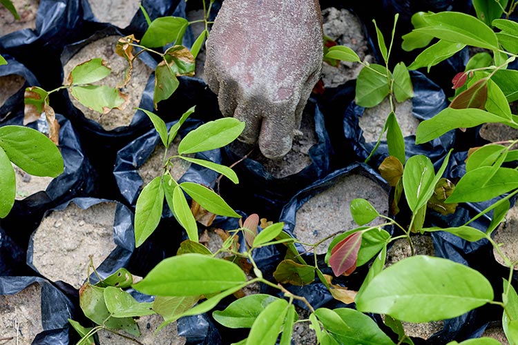 植林プロジェクト用の苗（ケニア）