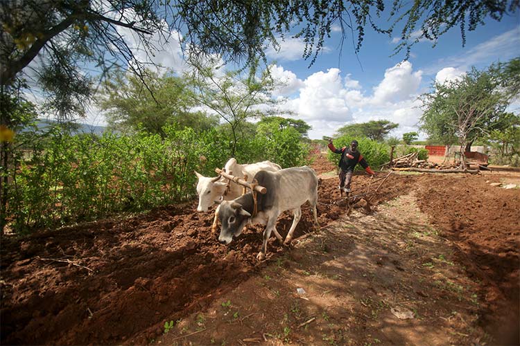 写真:牛による耕作(ケニア)
