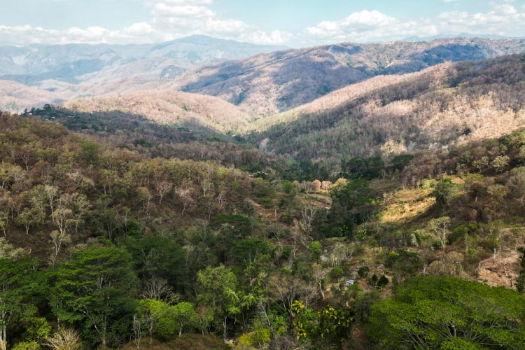 森林伐採による劣化で農業や畜産ができなくなった土地(ジンバブエ)