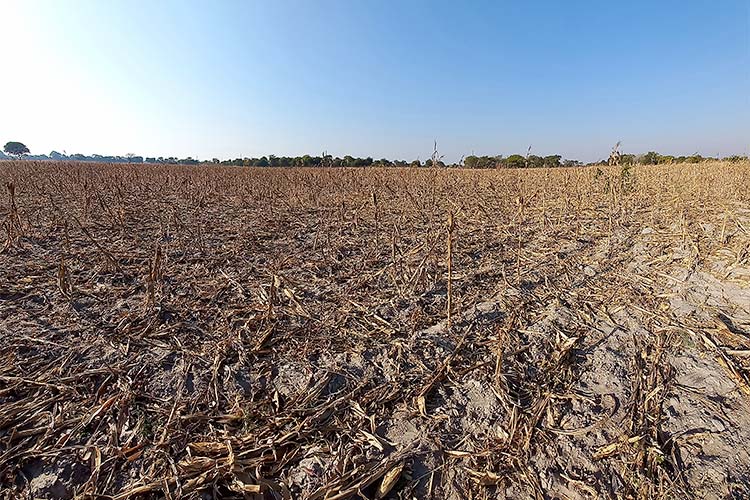 干ばつで荒廃した畑（ザンビア）