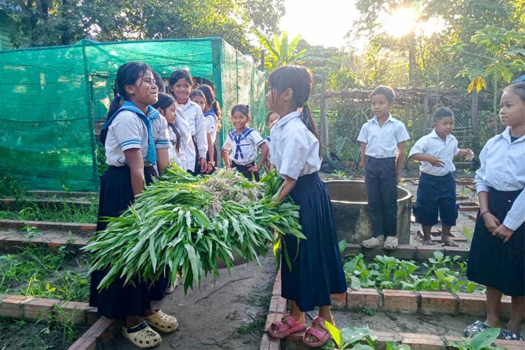 写真：学校菜園で野菜を収穫をする子どもたち