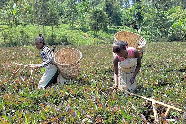 ケニア山の麓、標高の高いところで育てられている紫茶は丁寧に手摘みされています