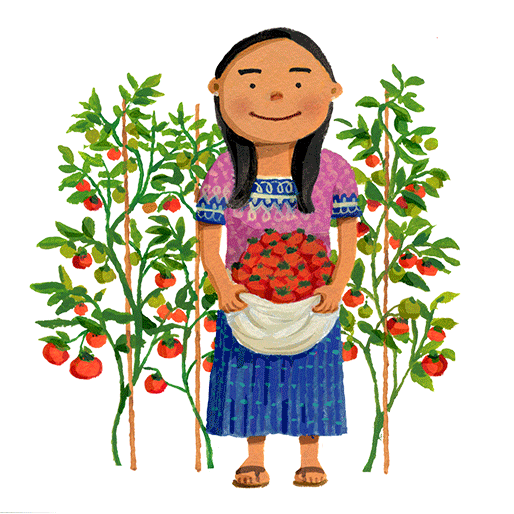 イラスト：トマトを収穫することができました