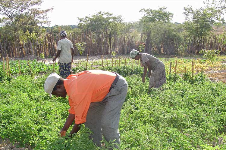 写真：菜園(他プロジェクト事例)