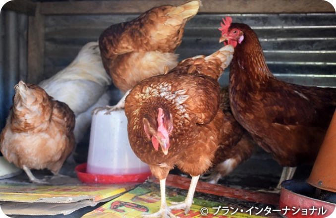 「養鶏は男の仕事」固定観念に立ち向かう