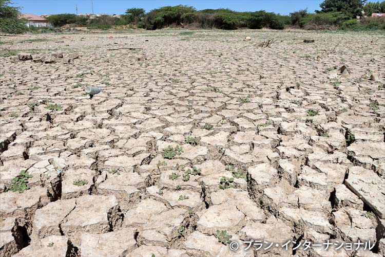 写真：干ばつでひび割れた大地