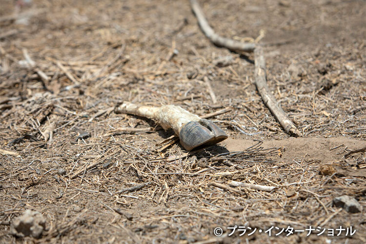 写真：乾燥した大地に残された動物の蹄