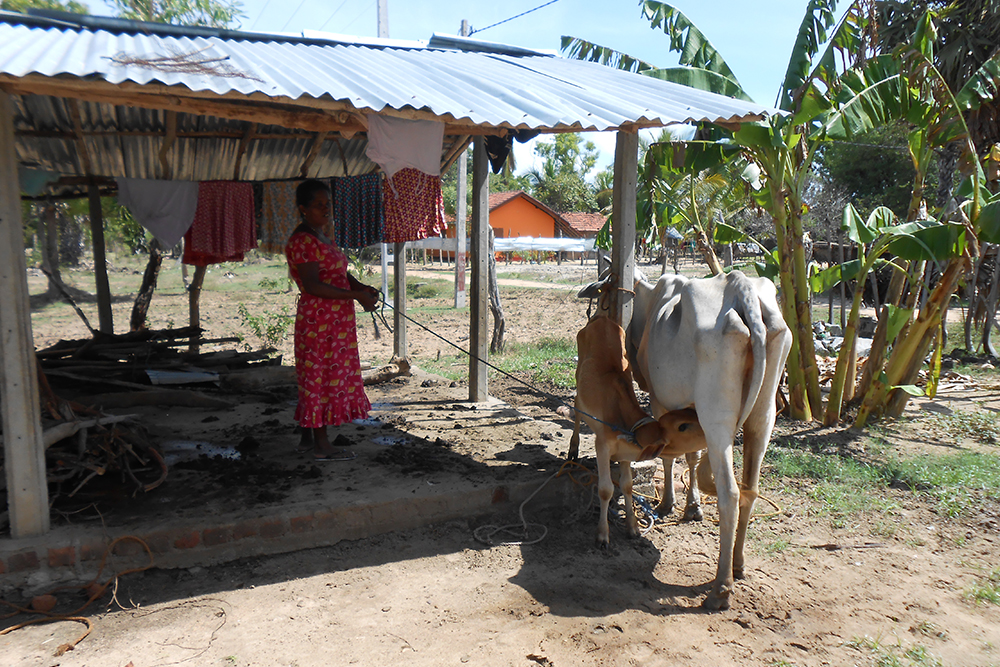 生計向上のための家畜を支給された家族 / ©プラン・ジャパン