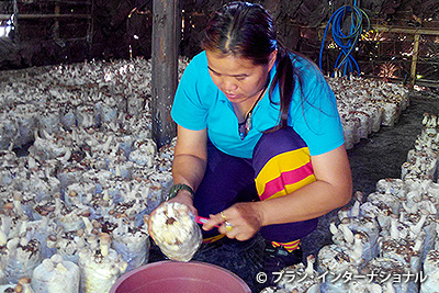 写真：キノコ栽培小屋でキノコの生育を世話する女性
