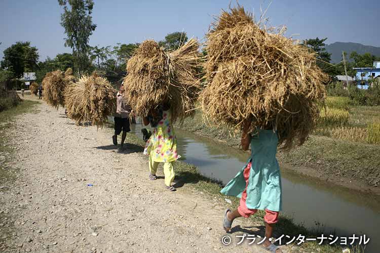 写真：刈り取った稲を運ぶ家族