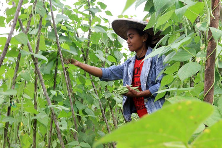 写真：若者への農業指導を通した収入向上プロジェクトで農作物を収穫