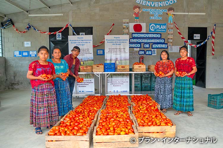 写真:収穫されたトマト
