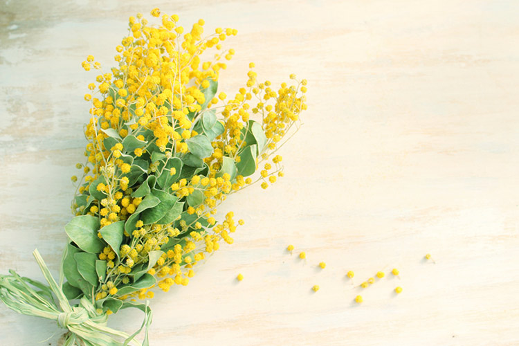 国際女性デーとは？ミモザを贈る文化と女性の権利向上の取り組み