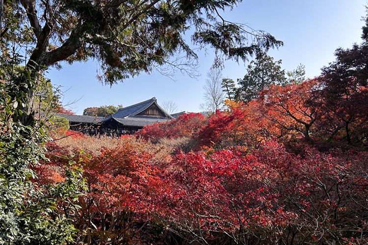 写真：紅葉は見頃を迎えていました
