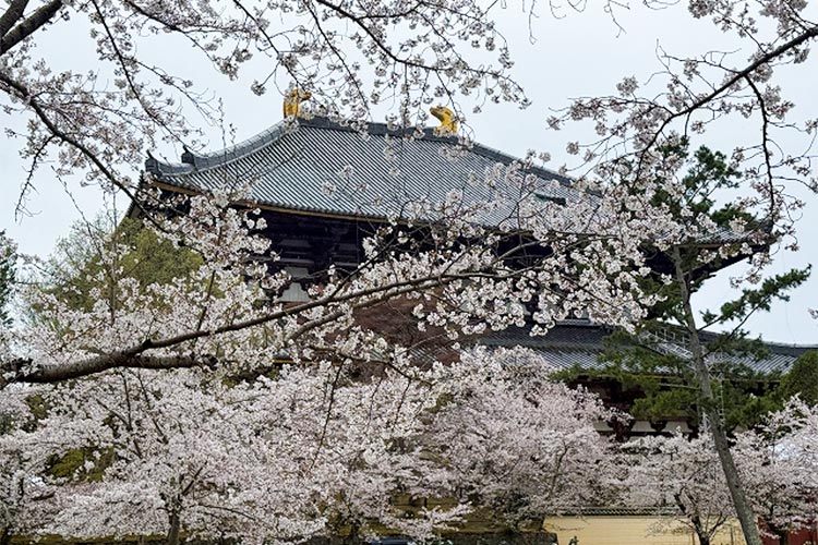荘厳な古都の桜