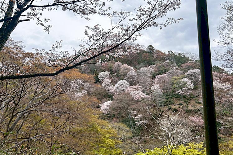 茶店から見える中千本の桜