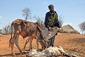 写真：生き残っている最後の牛（エチオピア）