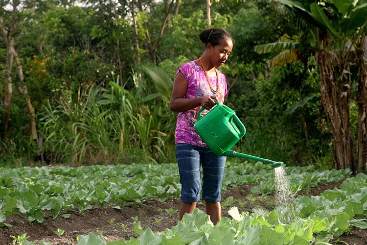 写真：プロジェクトを通して育てた野菜に水やりをする女の子
